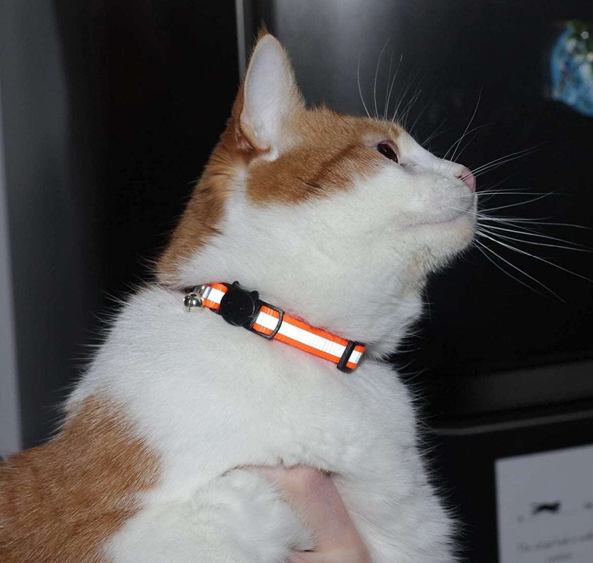 Reflective Nylon Cat Collar with Bell, Set of 6 F3171