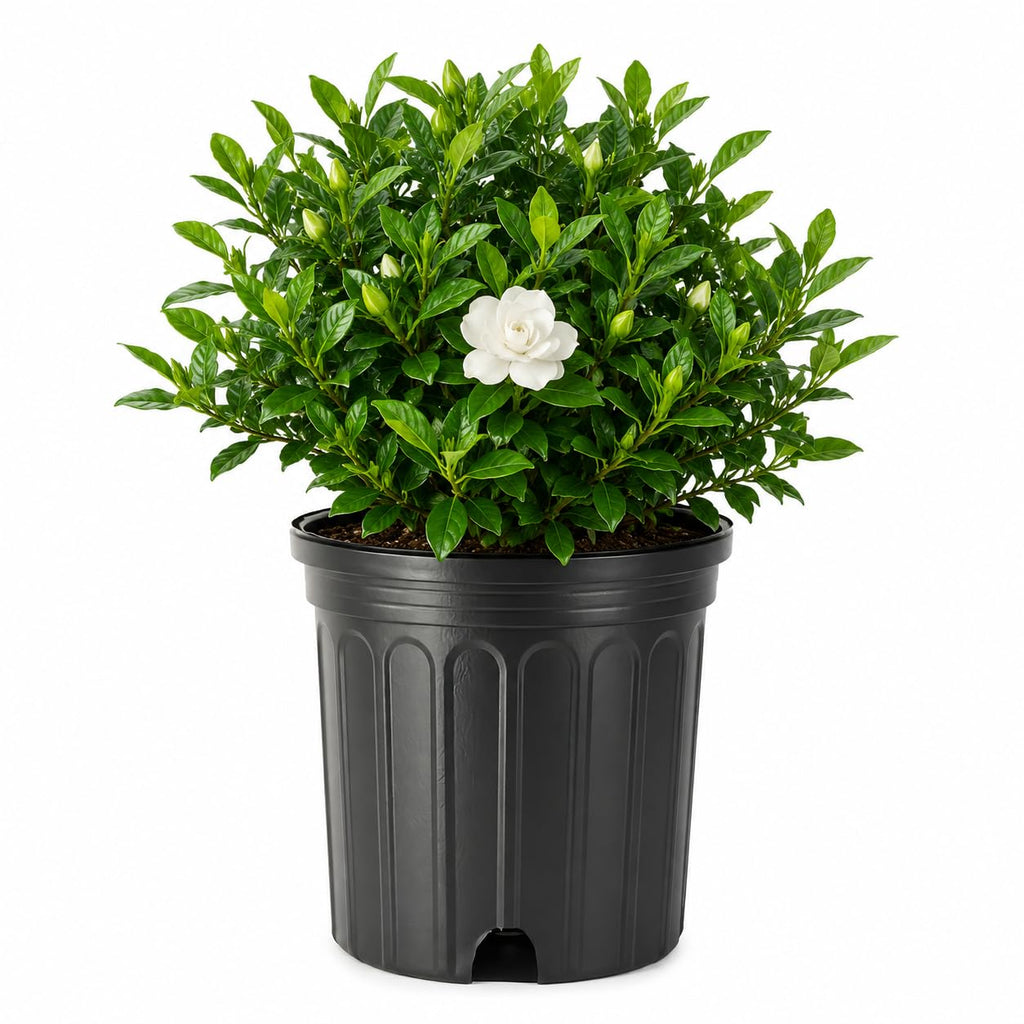 2 Large Trade Gallon Gardenia Jasminoides Fragrant Evergreen Shrub V154409