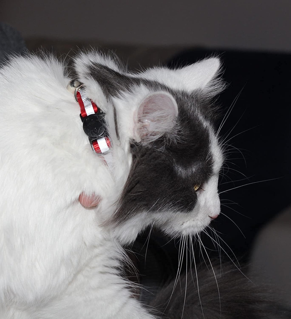 Reflective Nylon Cat Collar with Bell, Set of 6 F3171