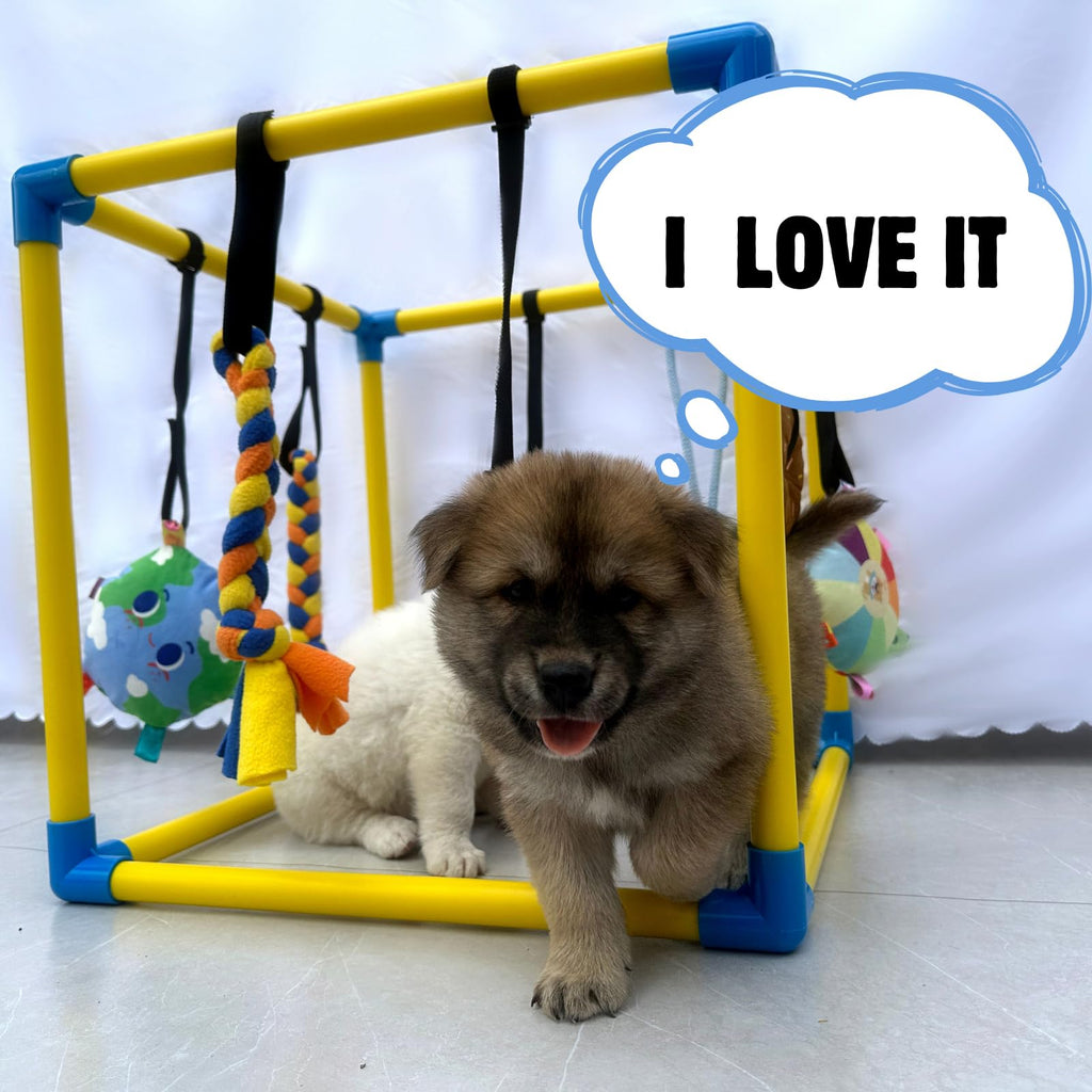 Puppy Play Gym with 8 Hanging Toys D596191