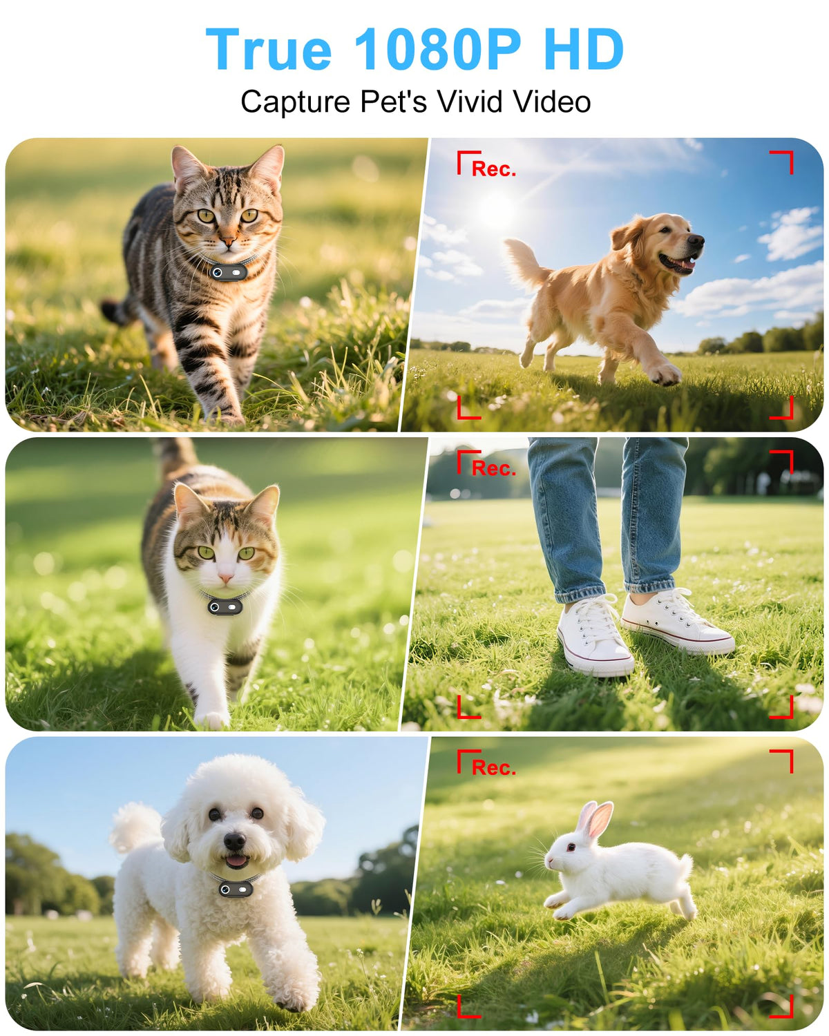 Cat Camera Collar with Phone App U354